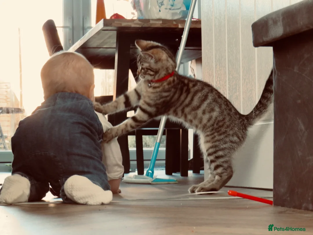 Mixed Breed cats for sale: Faol’an (phalan)  - Advert 2