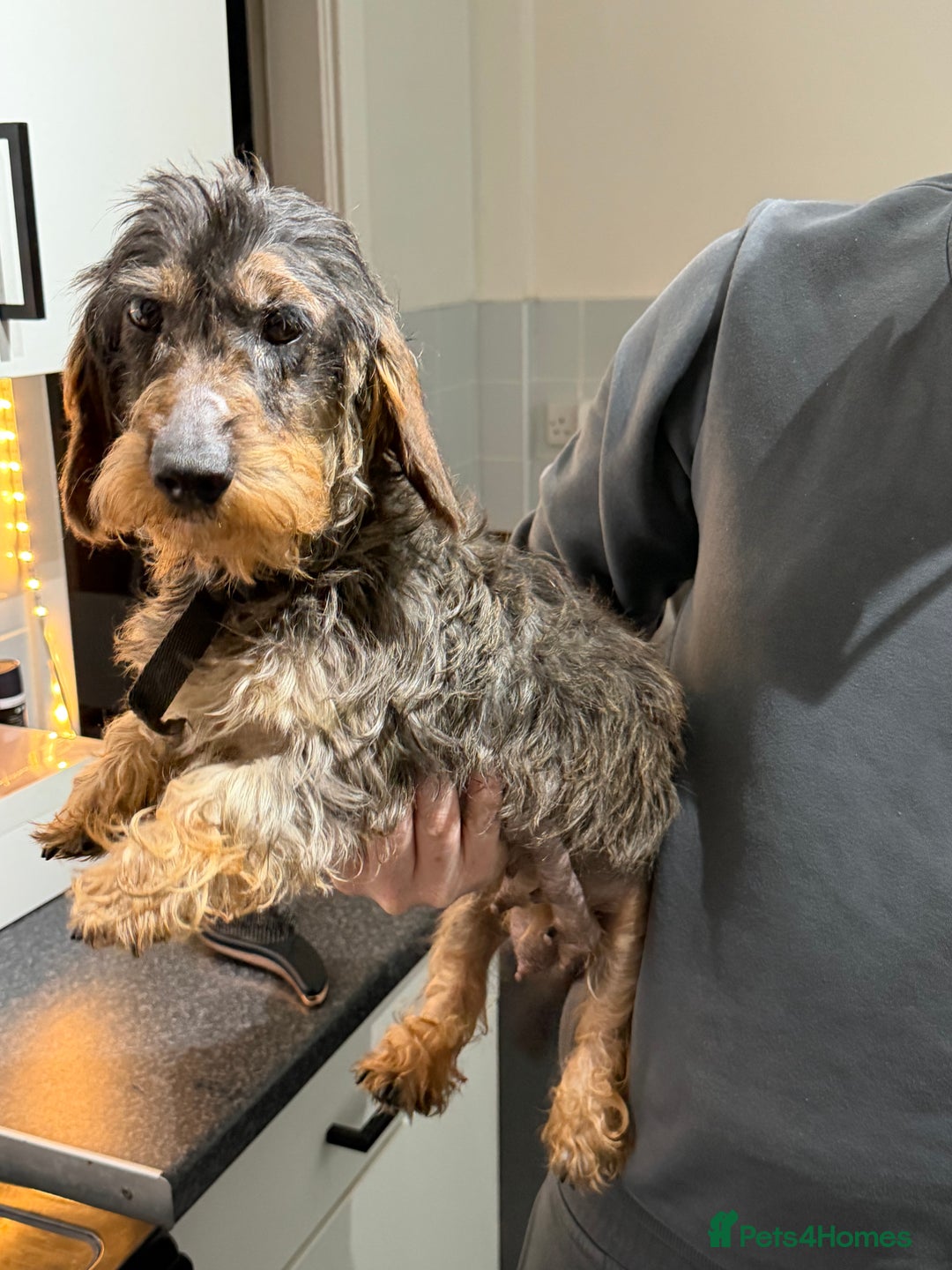 Dachshund dogs for sale: Long hair dachshund  - Advert 5