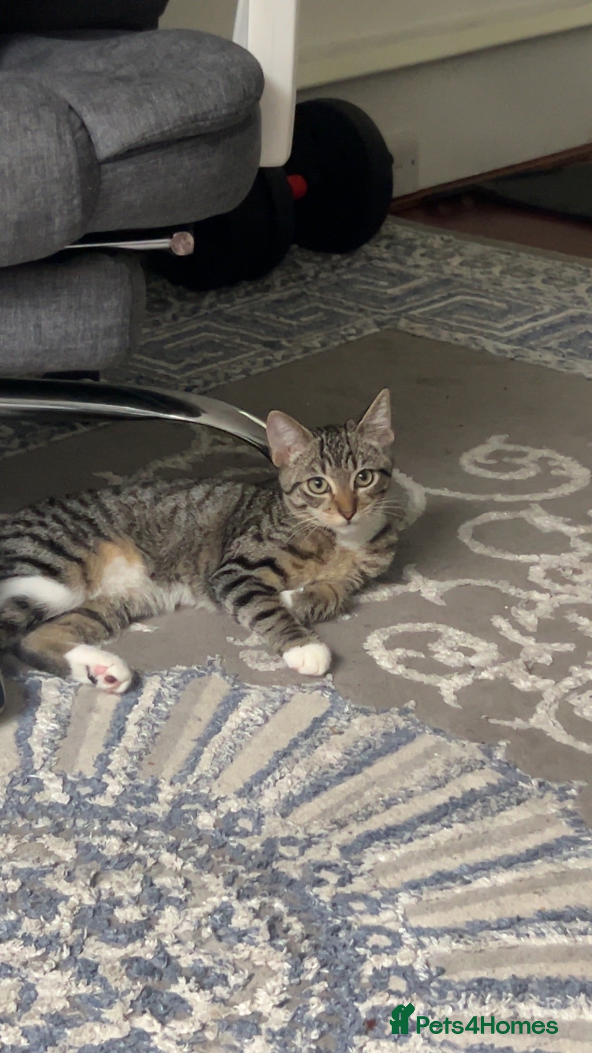 Domestic Shorthair cats Kitten 3 months for sale - Advert 1