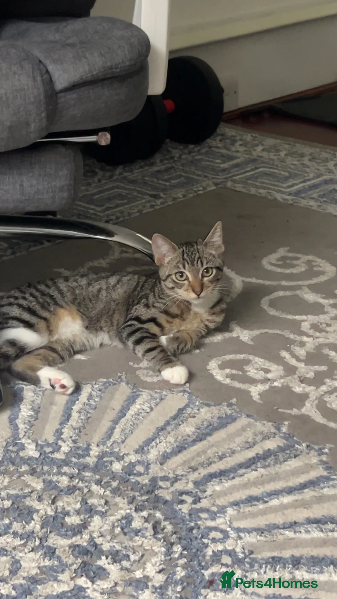 Domestic Shorthair cats for sale: Kitten 3 months for sale - Advert 1