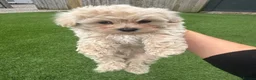 Maltipoo dogs for sale: Beautiful small Maltipoos (Asian poodle) f1 💙💙 - Advert 24