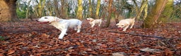 Labrador Retriever dogs for stud: Proven White Labrador Retriever,Available for Stud - Advert 3
