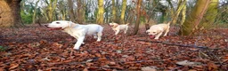 Labrador Retriever dogs for stud: Proven White Labrador Retriever Available for Stud - Advert 4