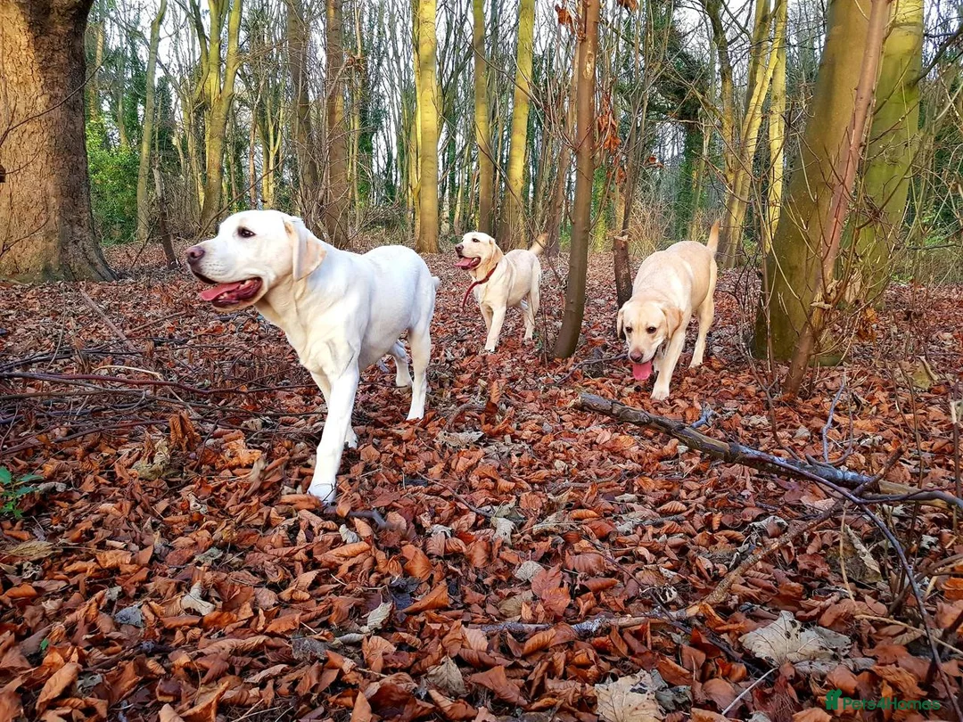 Labrador Retriever dogs for stud: Proven White Labrador Retriever Available for Stud - Advert 4