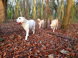 Labrador Retriever dogs Proven Labrador Stud – Large Litters – Lincoln - Advert 6