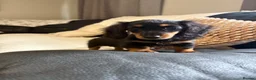 Miniature Dachshund dogs for sale: Last Female miniature longhaired PRA clear - Advert 7