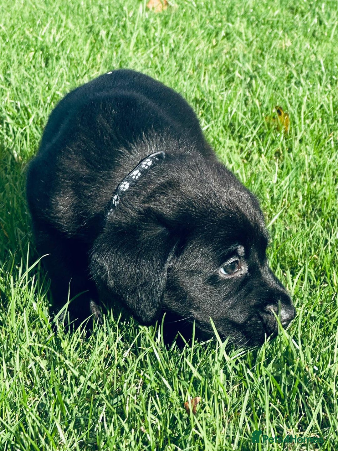 Labrador Retriever dogs for sale: Perfect Litter of 5th Generation Labrador Puppies - Advert 8