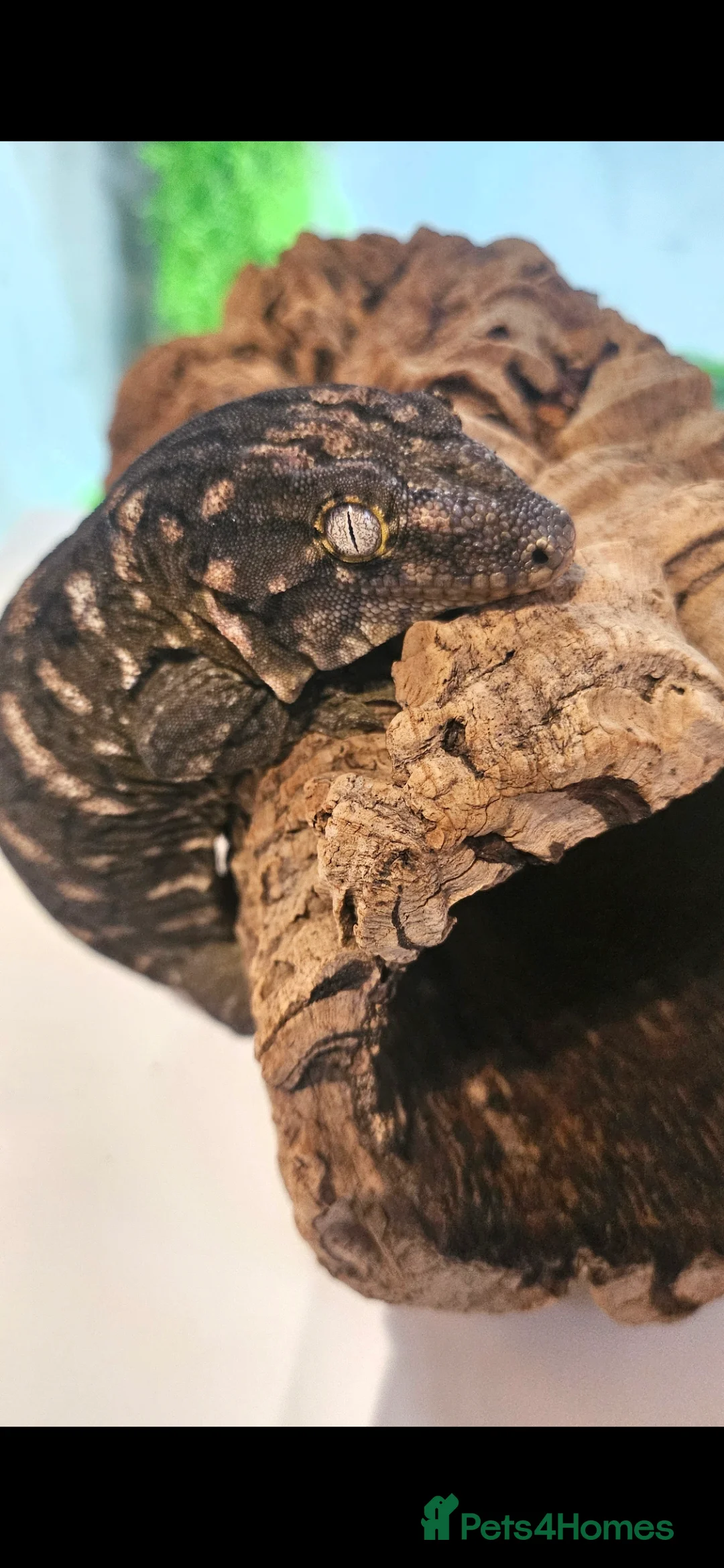 Gecko reptiles for sale: Nuu Ami female leachianus gecko  - Advert 5