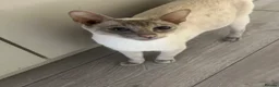 Siamese cats for sale: Siamese British Short Hair X in Preston - Advert 19