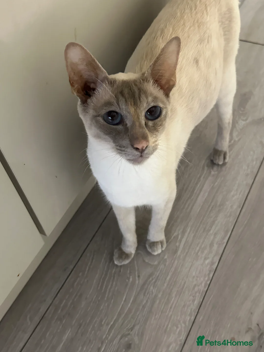 Siamese cats for sale: Siamese British Short Hair X in Preston - Advert 19