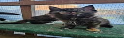 Maine Coon cats for sale: Beautiful Maine Coon Kittens - Advert 17