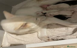 Siberian Husky dogs for sale: Gorgeous Husky puppies - Image 2