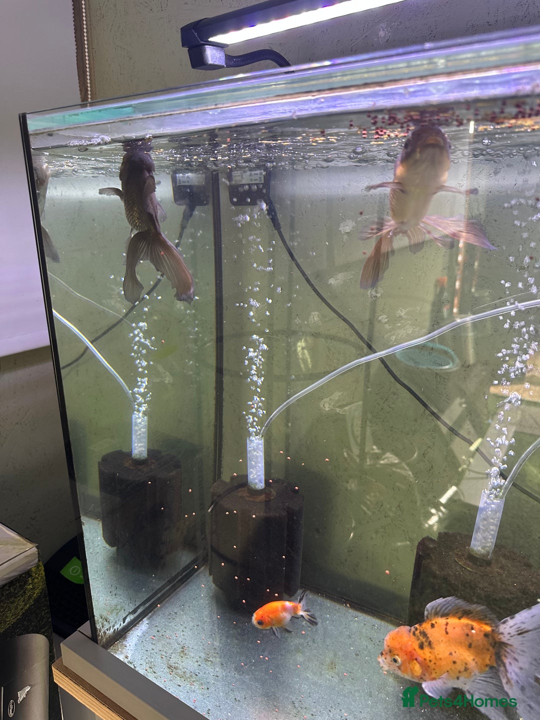 Fancy Goldfish fish for sale: 9 fancy goldfish for sale  - Image 2
