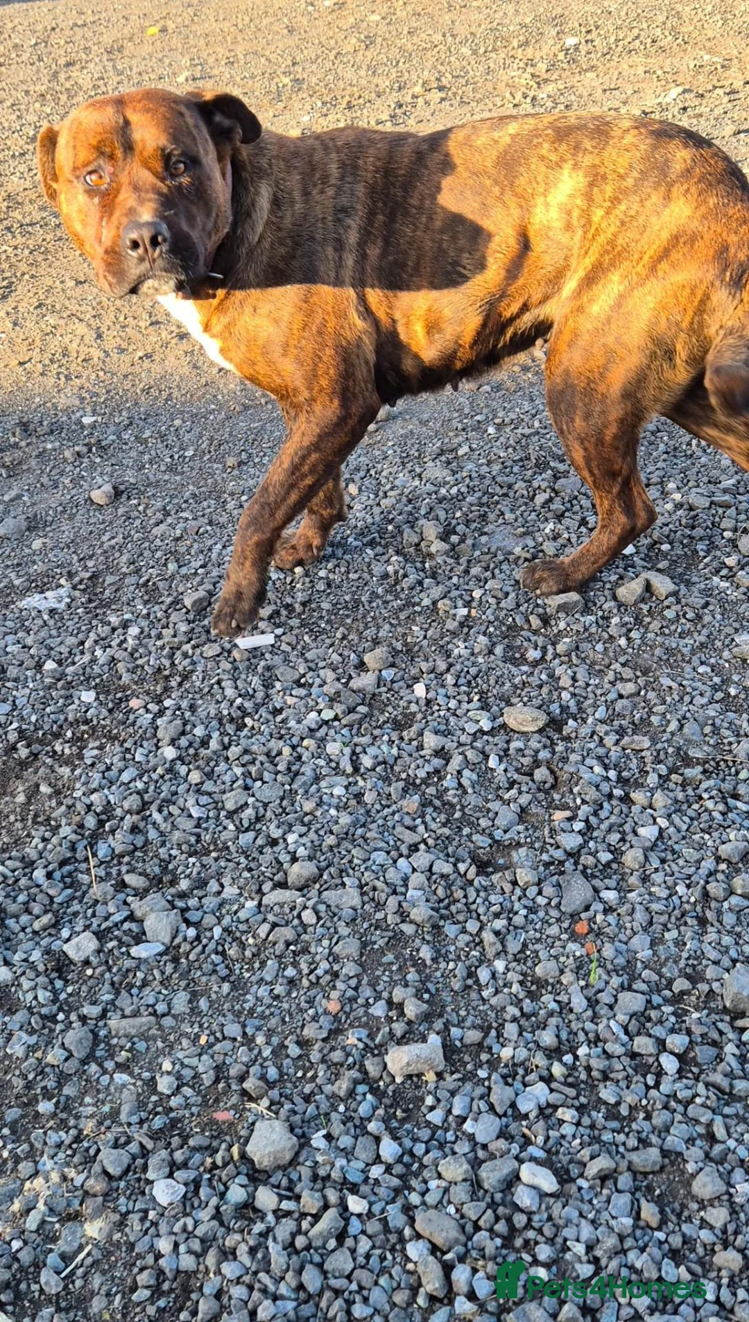 Mixed Breed dogs for sale: Bandit Beautiful American Bulldog Cross - Advert 5
