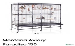 Conures birds for sale: Sun Conure pair  - Image 20