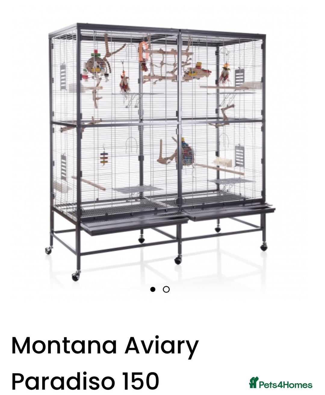 Conures birds for sale: Sun Conure pair  - Image 20