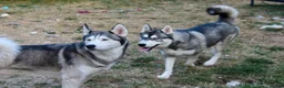 Siberian Husky dogs for sale: 2 Siberian huskies in Huntingdon - Advert 12