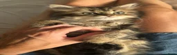 Mixed Breed cats for sale: Mixed breed Persian in Melton Mowbray - Advert 8