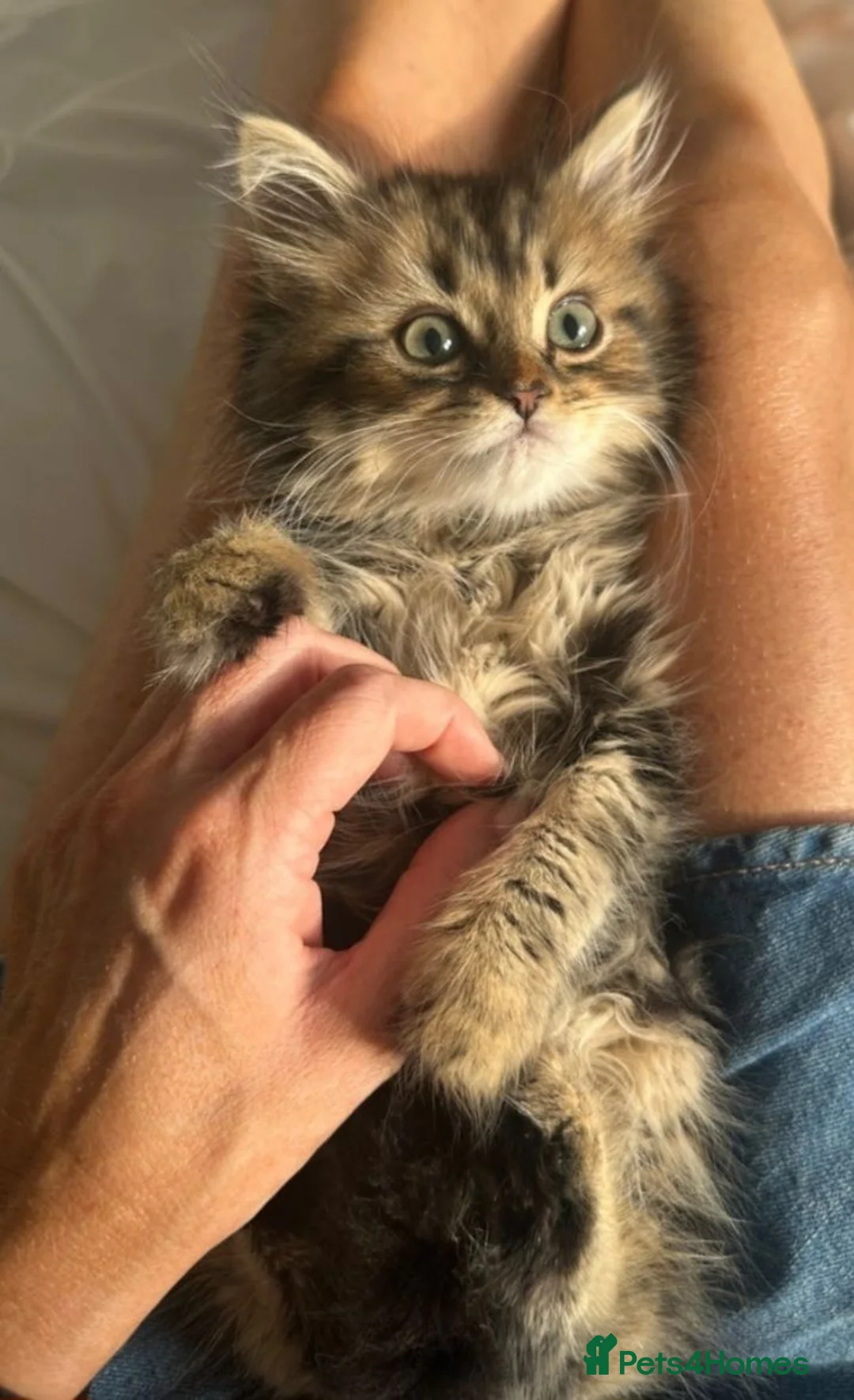 Mixed Breed cats for sale: Mixed breed Persian in Melton Mowbray - Advert 8