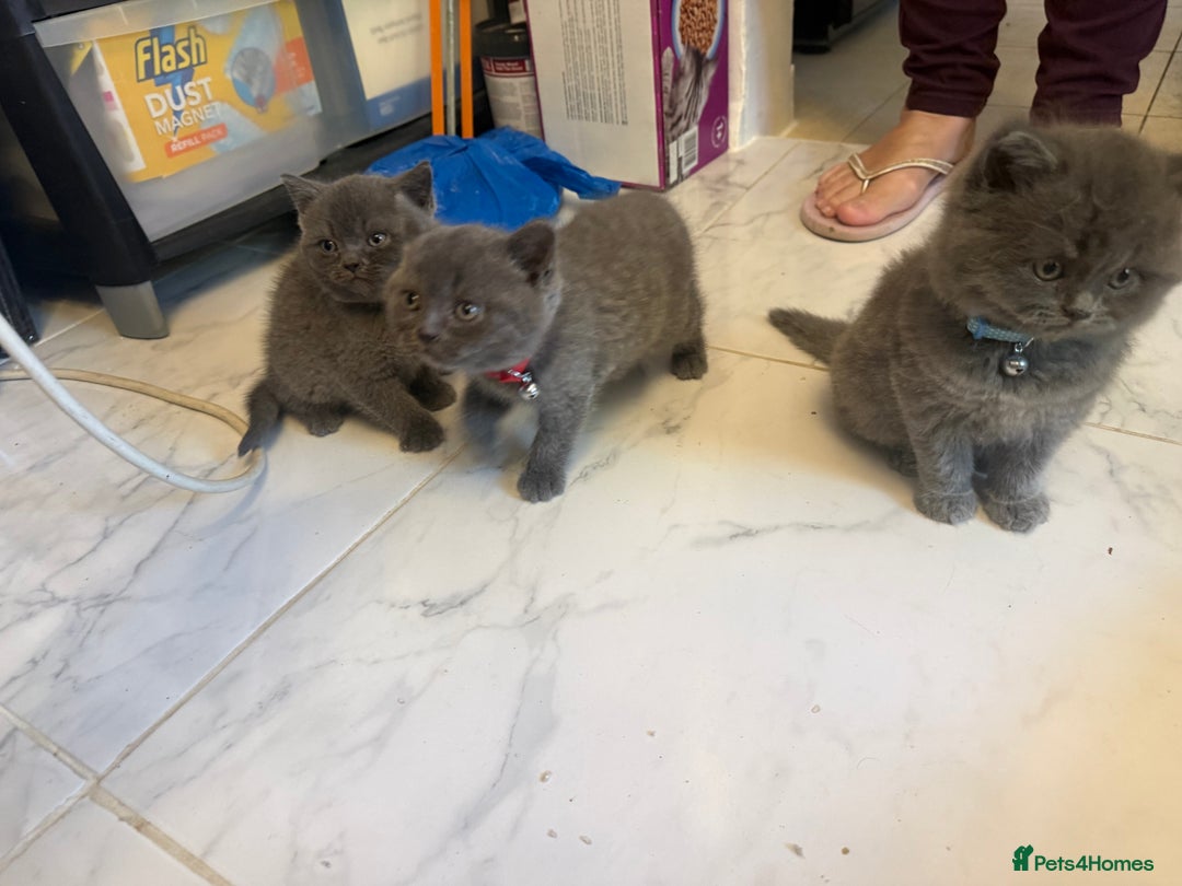 British Shorthair cats for sale: British short hair kittens  - Advert 14