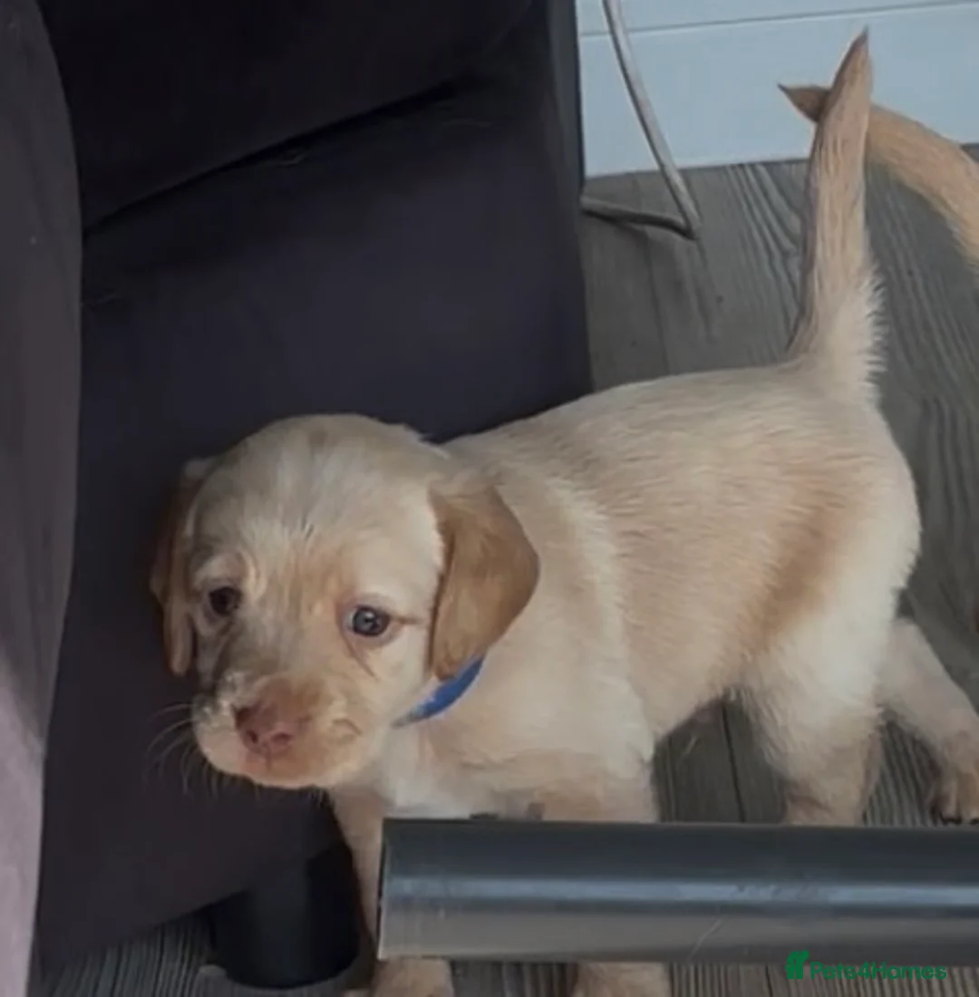 Mixed Breed dogs for sale: Gorgeous litter of 7 now  - Advert 2