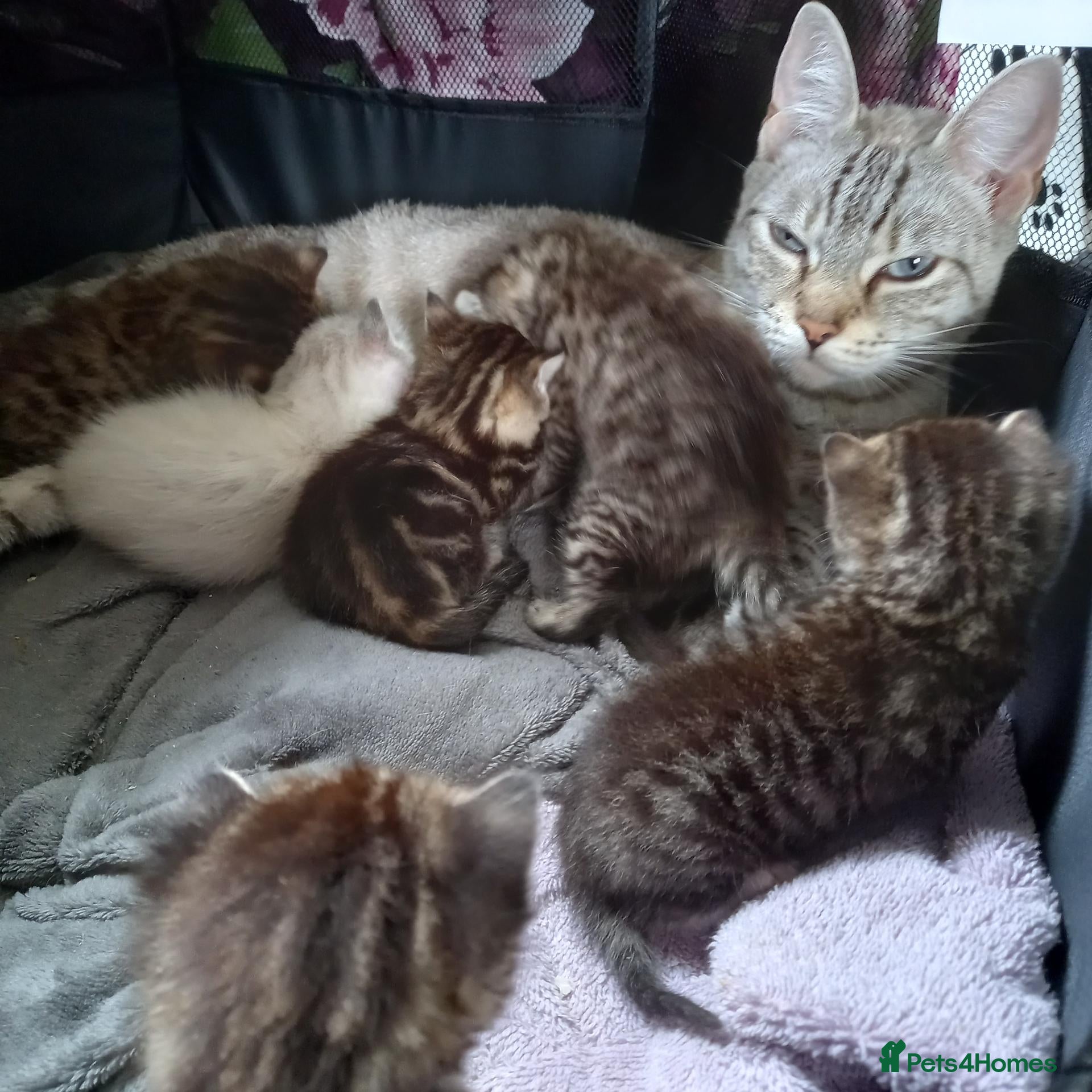 Mixed Breed cats for sale: Pebbles - Advert 2