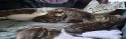 Mixed Breed cats for sale: Pebbles - Advert 1