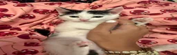 Mixed Breed cats for sale: Kittens - Advert 3