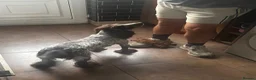 Cocker Spaniel dogs for sale: Cocker spaniels pups  in Wigan - Advert 3