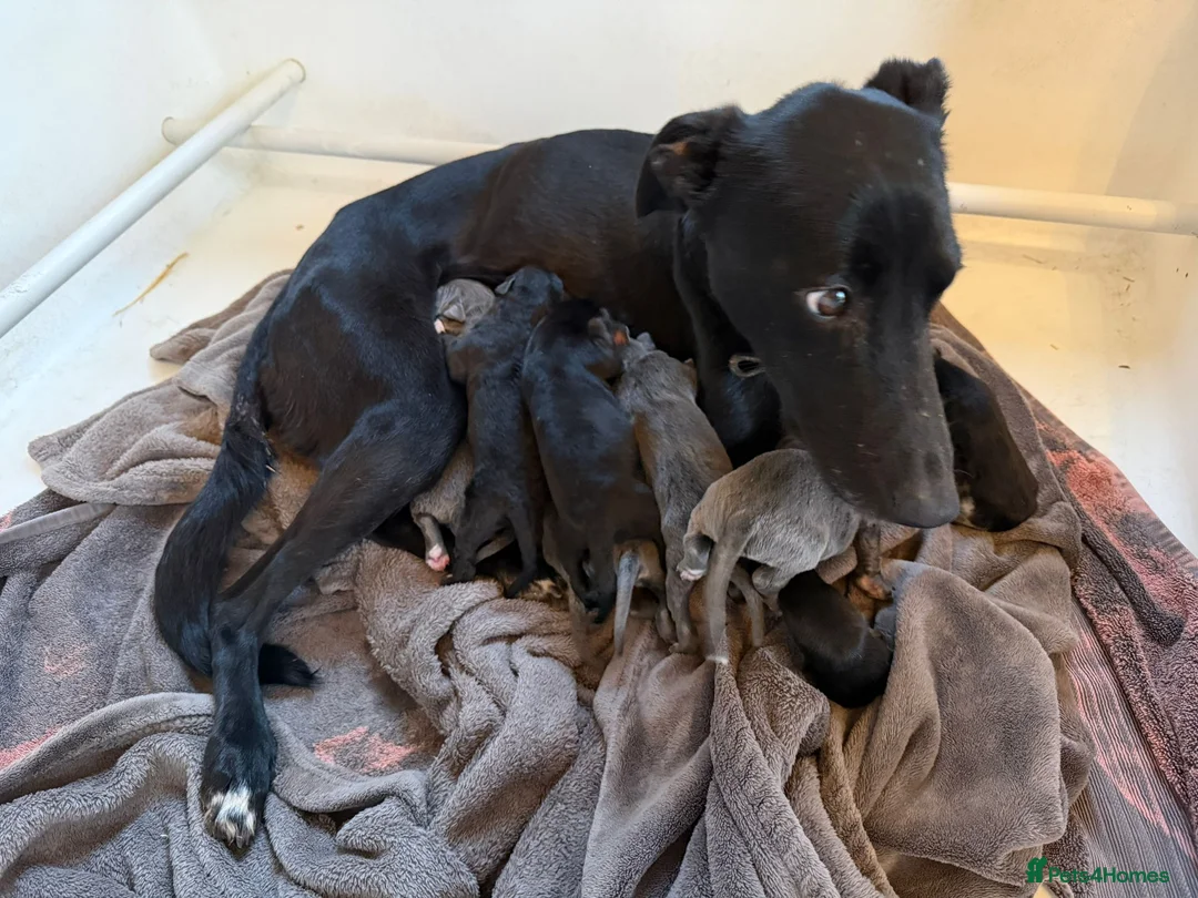 Lurcher dogs for sale: Bedlington lurcher whippets - Advert 3