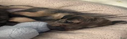 Mixed Breed dogs for sale: BORDER TERRIER X BEDLINGTON TERRIER - Advert 2