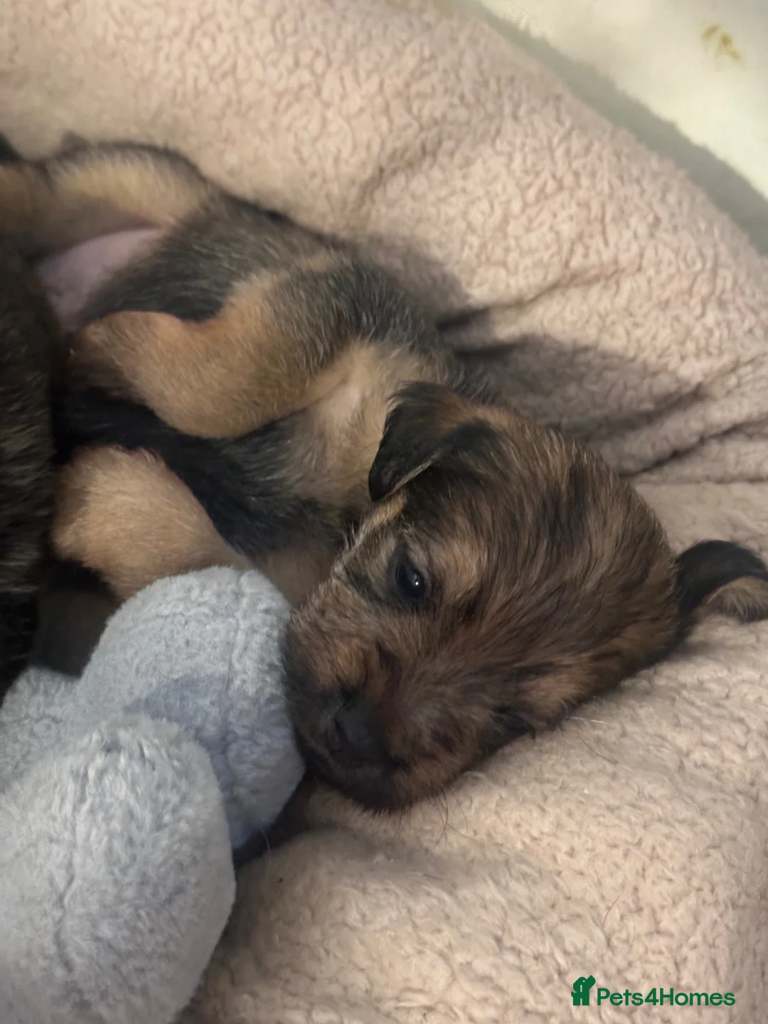 Mixed Breed dogs for sale: BORDER TERRIER X BEDLINGTON TERRIER - Advert 2