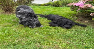 Goldendoodle dogs in Llandeilo - Advert 5