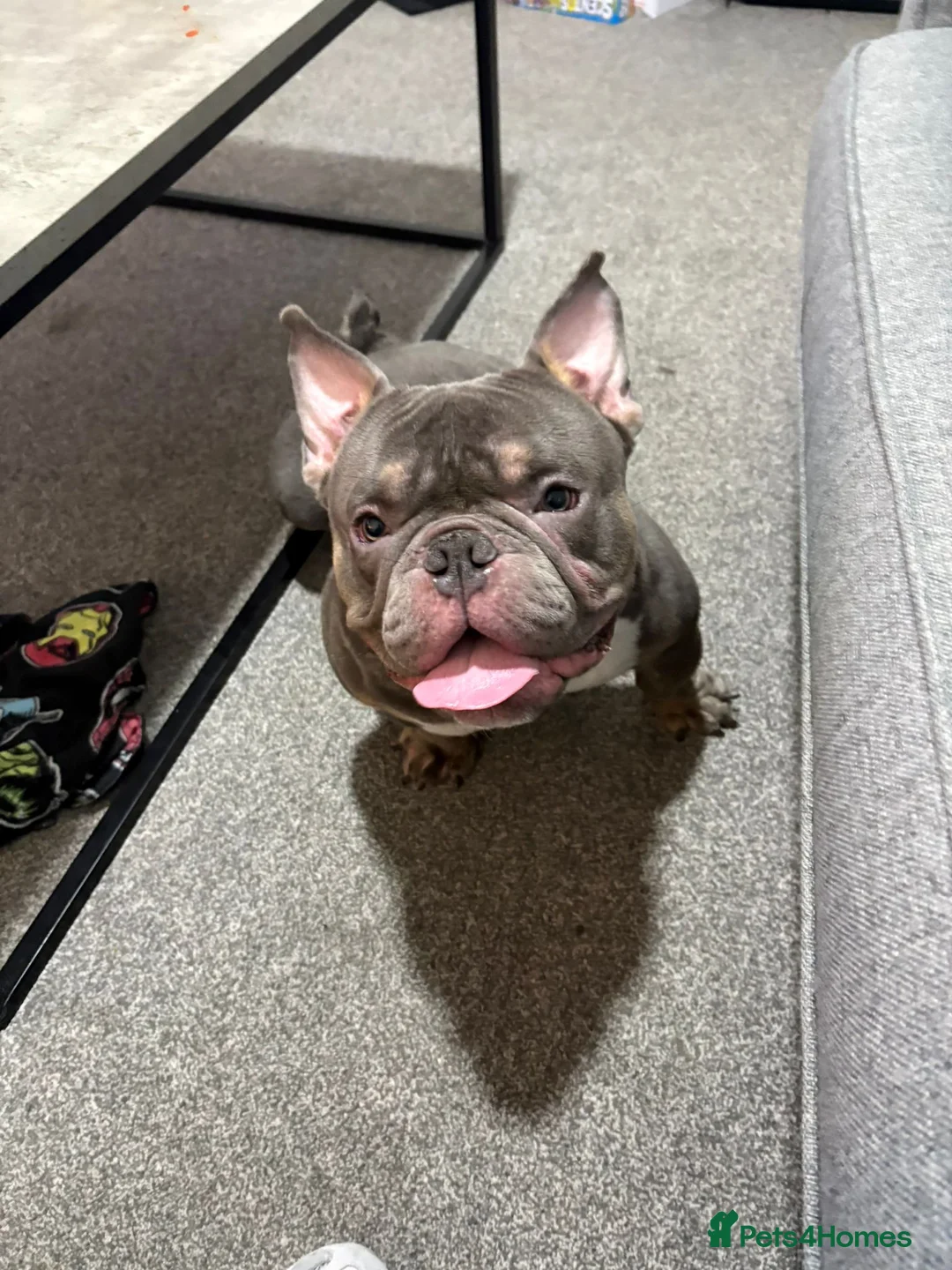 American Bully dogs for sale: Micro Pocket Bully For Rehome - Advert 4