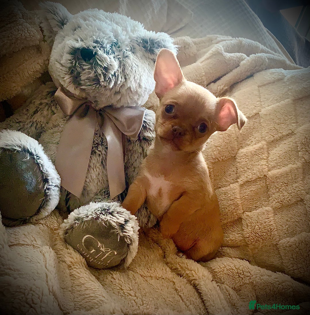 Chihuahua dogs for sale: Chihuahuas boys and girls available - Advert 8