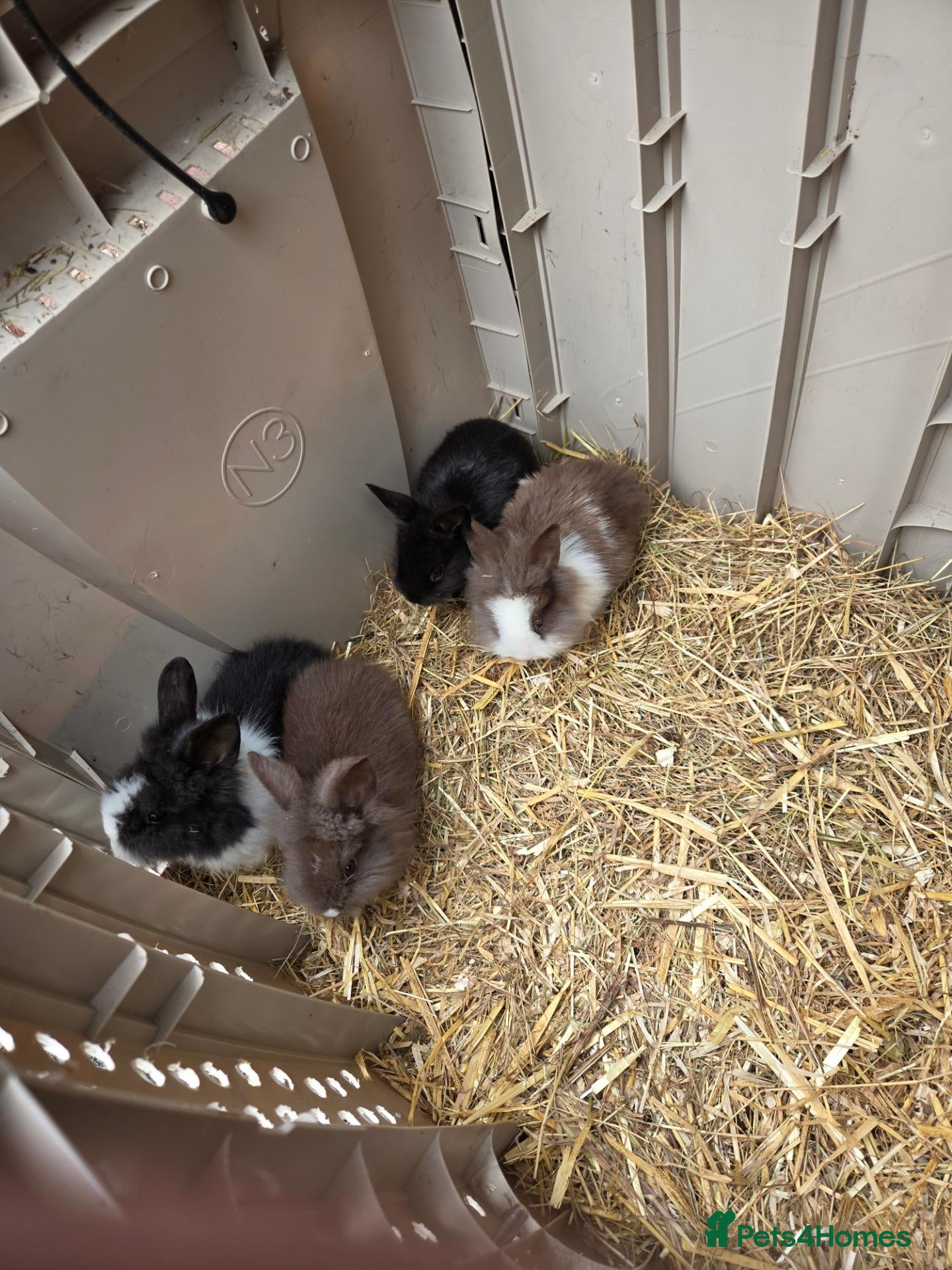 Lionhead rabbits 7 fluffy bunnies - Advert 5
