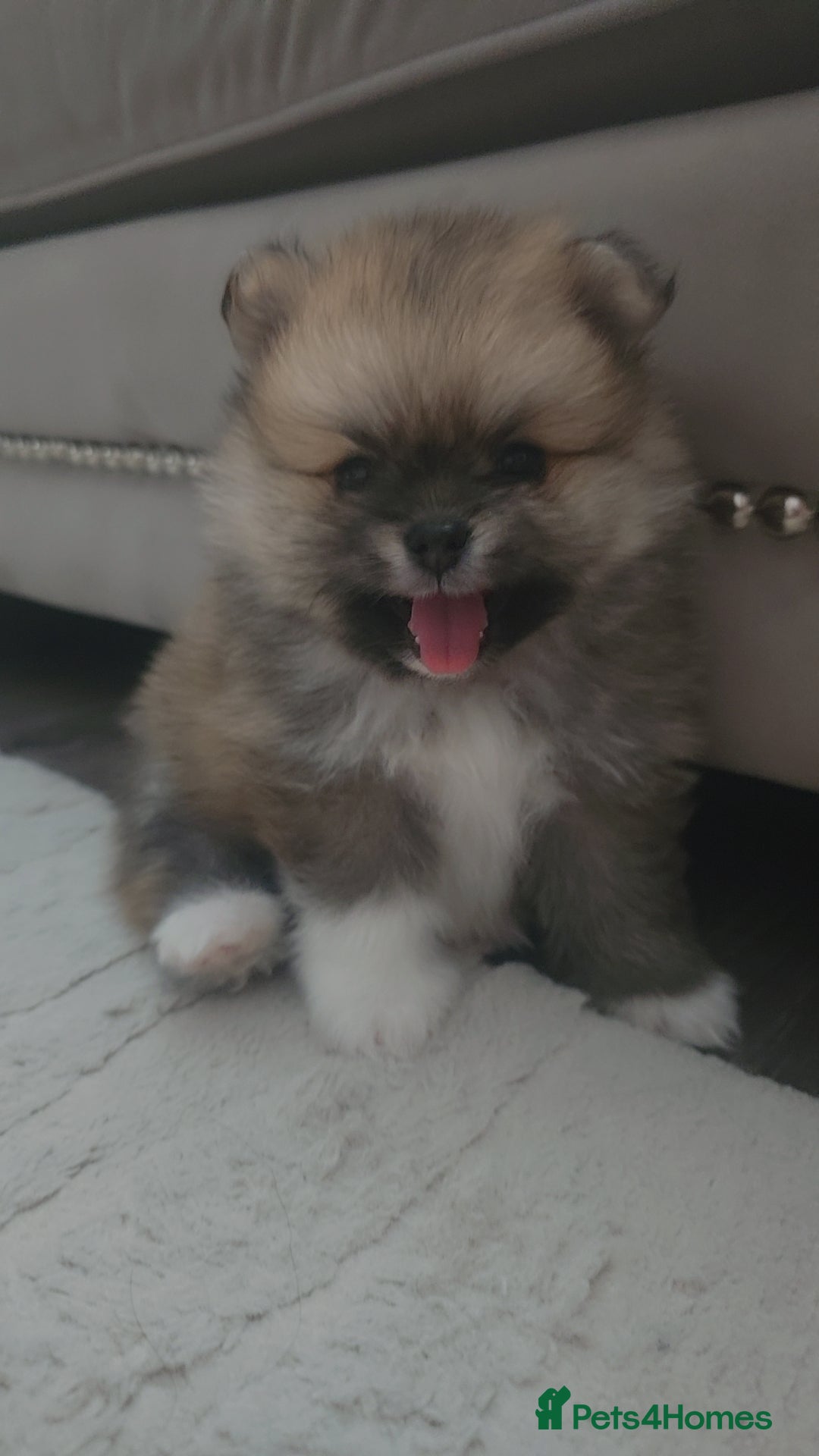 Pomeranian dogs Now only 3 teddy bears! 🐾 🐾 🐾  - Advert 2