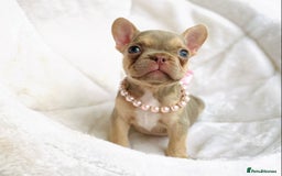 French Bulldog dogs for sale: NEWSHADE ISABELLA MALE FRENCH BULLDOGS - Image 9
