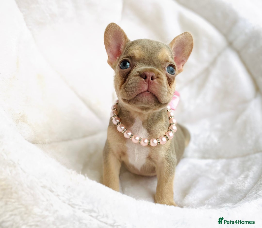 French Bulldog dogs for sale: NEWSHADE ISABELLA MALE FRENCH BULLDOGS - Image 9