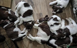 English Springer Spaniel dogs for sale: 🐾Beautiful KC Registered ES Spaniel Puppies🐾 - Image 4