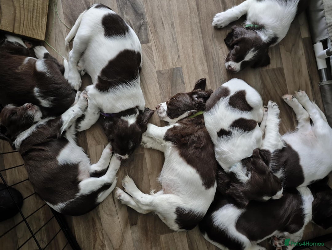 English Springer Spaniel dogs for sale: 🐾Beautiful KC Registered ES Spaniel Puppies🐾 - Image 4