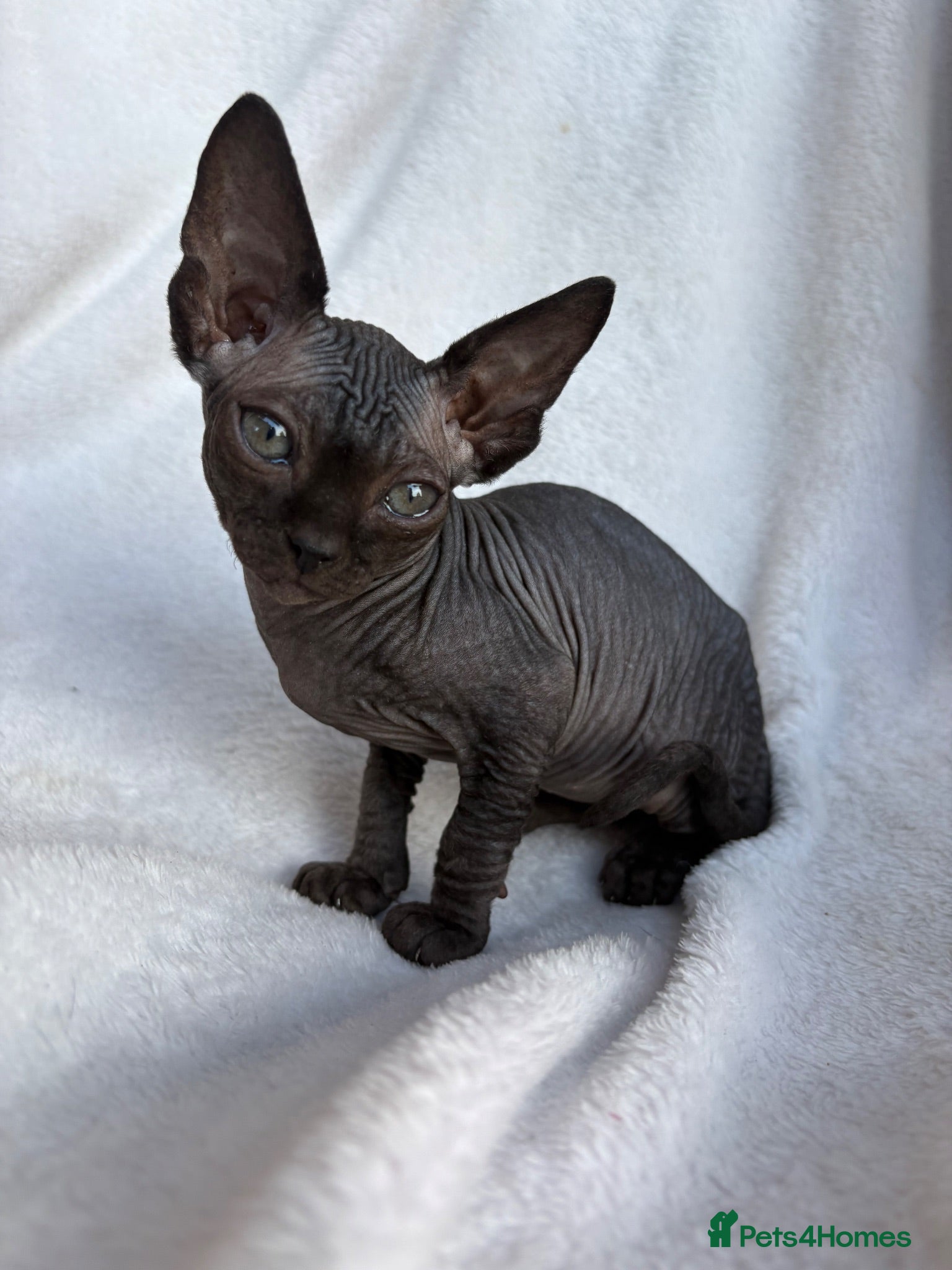 Sphynx cats Gorgeous stripped Sphynx kittens - Advert 13