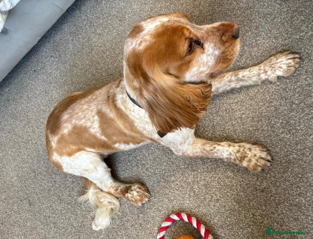 Cocker Spaniel dogs for stud: Orange and White Cocker Spaniel Stud - Proven - Image 1