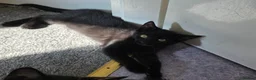 Mixed Breed cats for sale: Mixed breed  in Pontefract - Advert 3