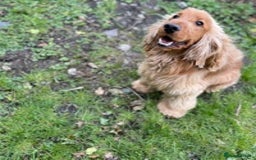 Cocker Spaniel dogs for stud: KC health tested show cocker spaniel in Swansea - Image 2