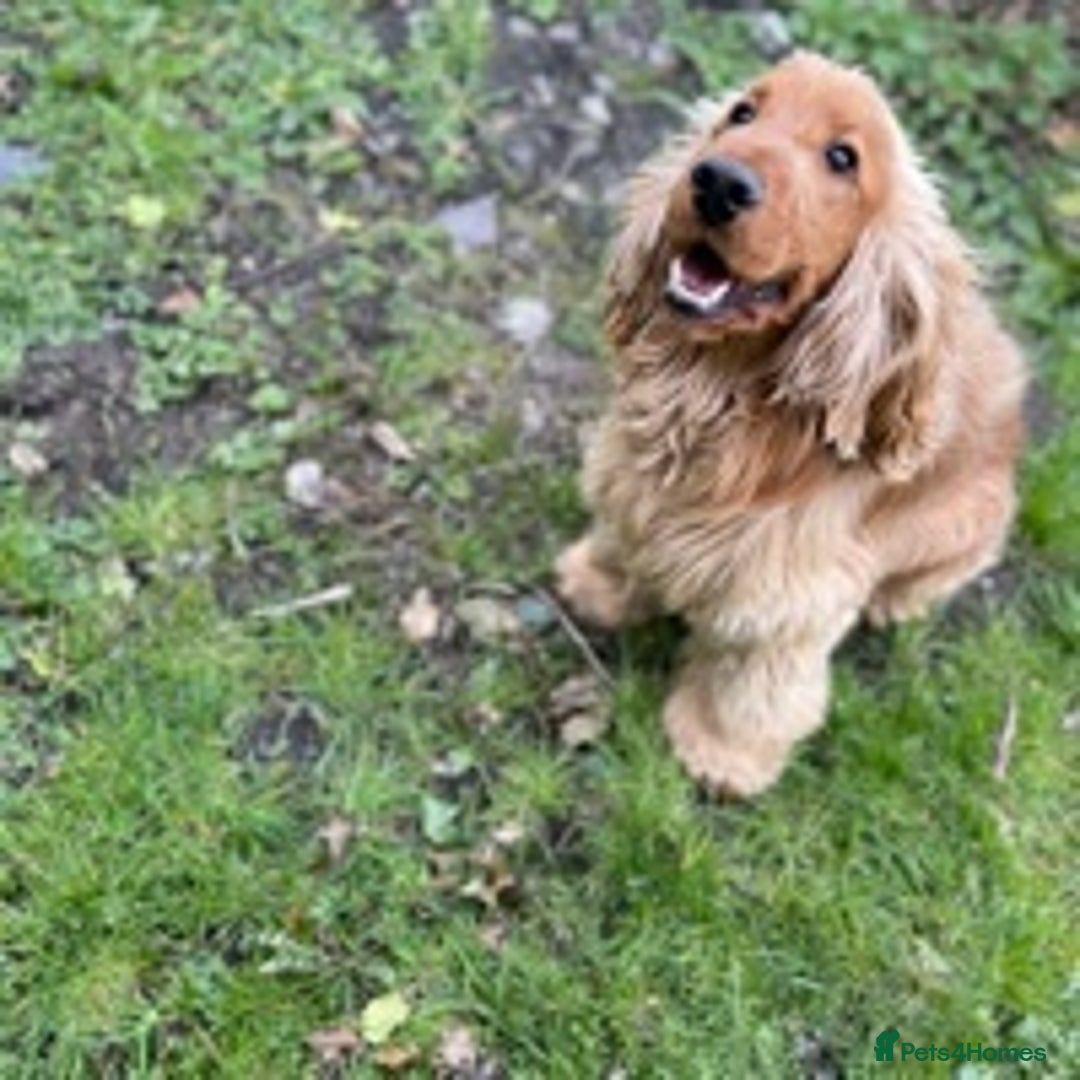 Cocker Spaniel dogs for stud: KC health tested show cocker spaniel in Swansea - Image 2