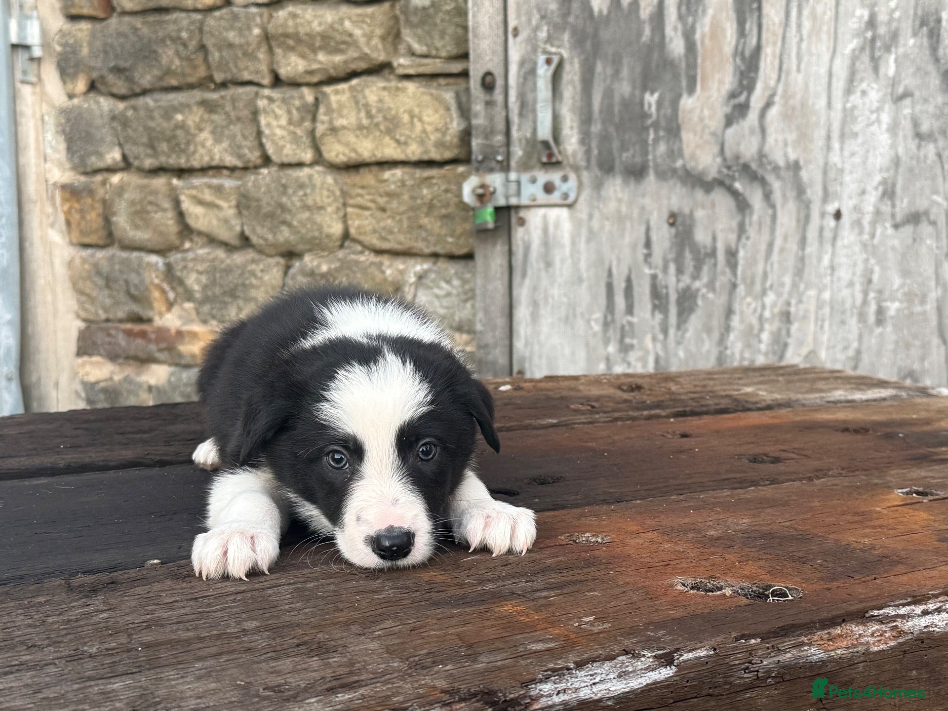 Border Collie dogs Fully health tested collie pups  - Advert 2