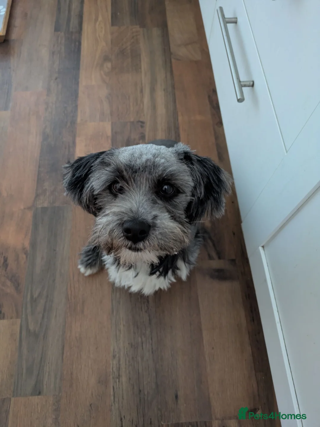 Mixed Breed dogs for sale: Ellwood mixed breed very Schnauzer Shih Tzu  in Stamford - Advert 6