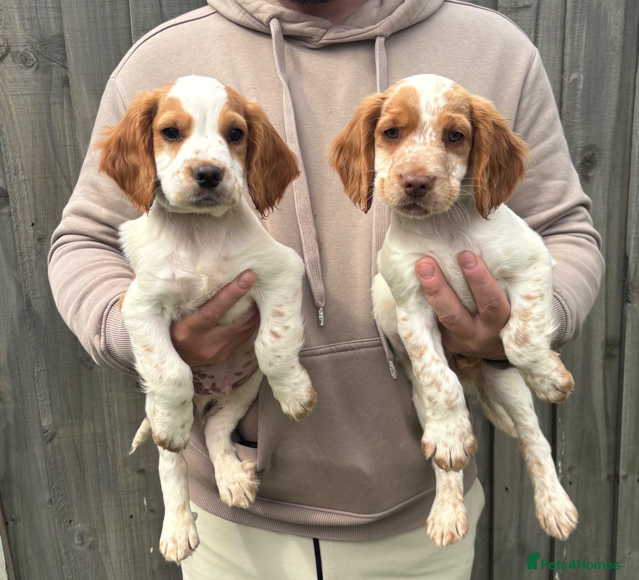 Cocker Spaniel dogs Last 2 boys  - Advert 5