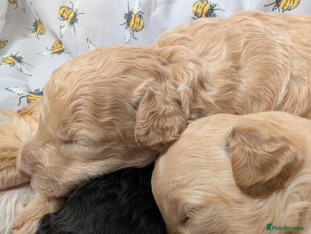 Toy Poodle dogs for sale: Stunning KC Reg Toy Poodle Puppies  - Advert 18